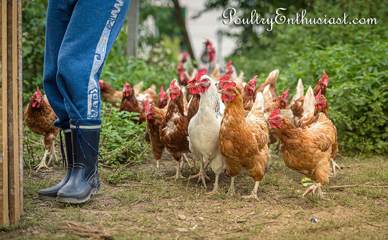 Chicken family surrounding their owner (and provider of chicken feed).